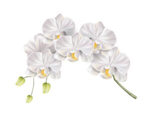 وکتور گل ارکیده سفید - شکوفه های بهاری