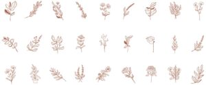 27 وکتور شاخه گل نقاشی خطی مینیمال و نقاشی دستی از تک برگ و شاخه گل و گیاه