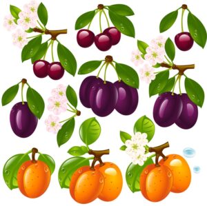 وکتور گیلاس آلبالو زردآلو و شکوفه - 10 وکتور انواع میوه های درختی و گلهای گیلاس