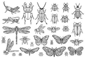 30 وکتور پروانه سنجاقک سوسک زنبور و حشرات دیگر - وکتور حشرات طرح اسکچ خطی