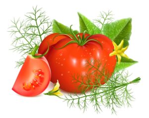 وکتور گوجه فرنگی با برگ و شاخه سبک طراحی واقعی