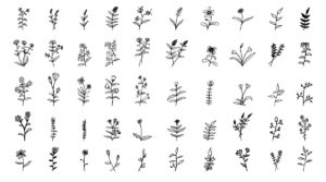 50 وکتور شاخه گل و گیاه مینیمال نقاشی خطی - وکتور نقاشی خطی گل و گیاه ظریف و ساده