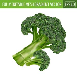 وکتور کلم بروکلی طراحی واقعی - وکتور سبزیجات