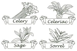 وکتور کرفس مریم گلی ترشک کرفس کوهی - وکتور لیبل سبزیجات میوه و ادویه جات نقاشی با دست
