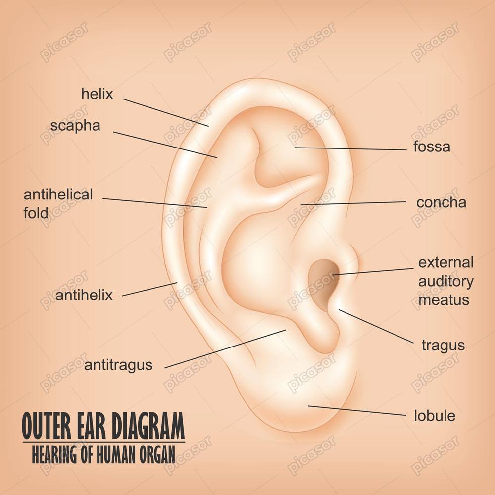 وکتور آناتومی گوش خارجی – اینفوگرافیک گوش انسان